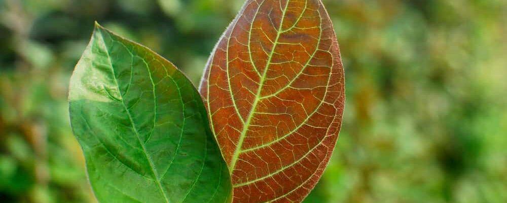Bà Bầu Nằm Mơ Thấy Em Bé Trai: Giải Mã Số Đề