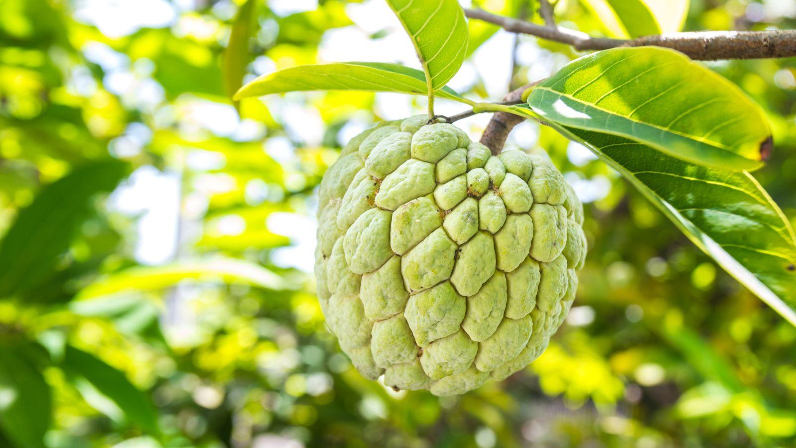 Nằm mơ có thai sinh đôi là điềm gì? Giải mã chi tiết