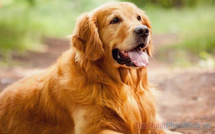 Bà bầu mơ thấy bắt chuột