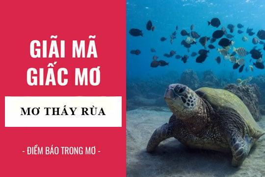Bà bầu mơ thấy nhiều rùa