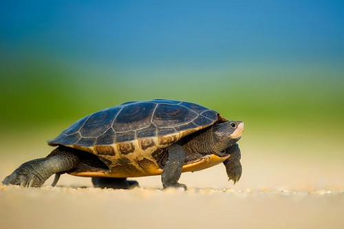 Bà bầu mơ thấy rùa chết