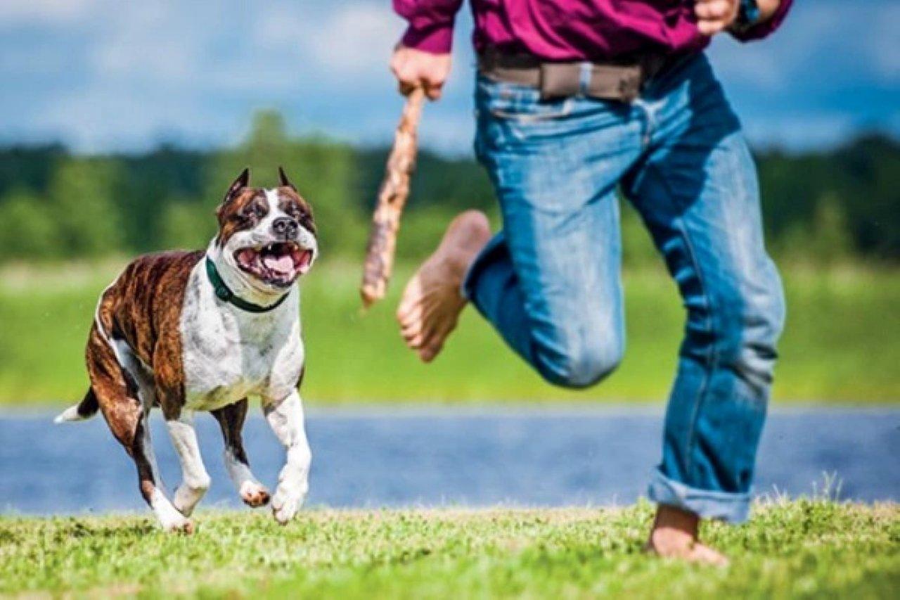 Bà bầu nằm mơ thấy chó đuổi sợ hãi