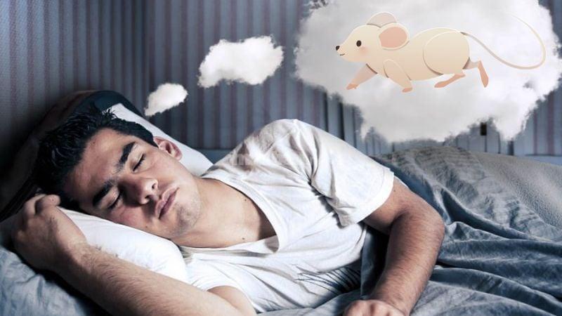Nằm Mơ Thấy Rắn Hổ Mang Đen Cắn: Điềm Báo & Con Số May Mắn