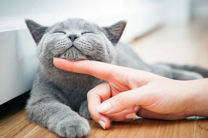 Bà bầu nằm mơ thấy mèo con đáng yêu