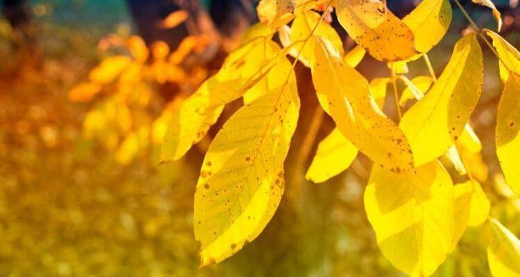 Nằm Mơ Thấy Bạn Thờ Ông Táo: Giải Mã Số Đề Chính Xác