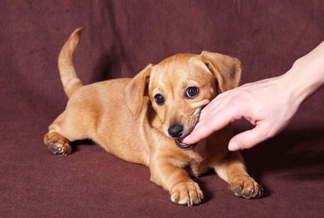 Giải Mã Giấc Mơ Người Khác Nằm Mơ Thấy Mình Có Bầu