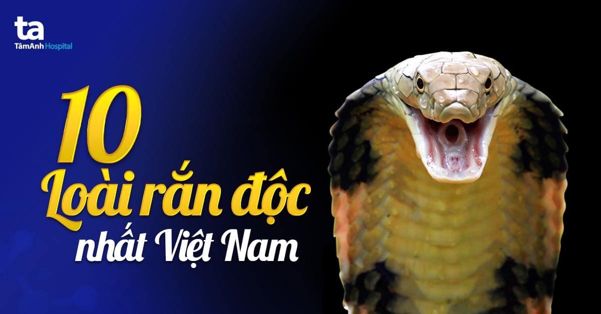 Giải Mã Giấc Mơ Liên Tục Nằm Mơ Thấy Rắn
