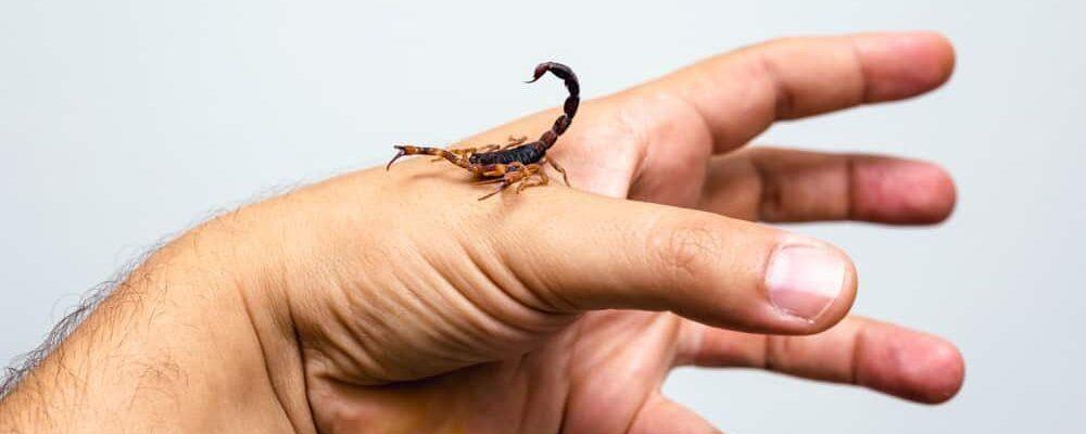 Nằm mơ thấy bò cạp cắn vào tay