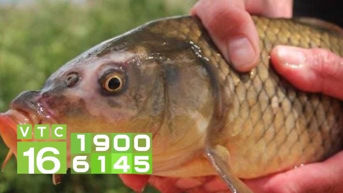 Nằm mơ bắt được cá đánh lô đề con gì?
