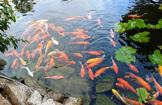 Nằm Mơ Thấy Bắt Rắn Đánh Số May