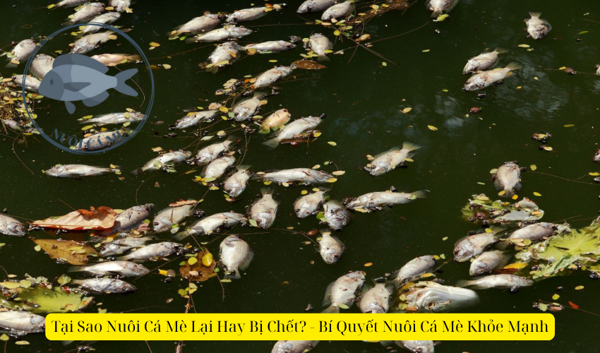Bà Bầu Nằm Mơ Thấy Lươn: Giải Mã Số Đề và Điềm Báo
