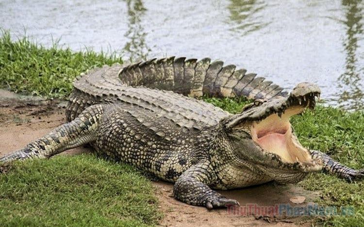 Giải Mã Giấc Mơ Thấy Người Khác Chải Tóc Cho Mình