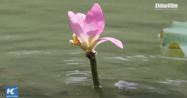 Nằm Mơ Thấy Cha Mẹ Chết Sống Lại: Giải Mã Số Đề