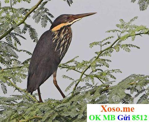 Giải Mã Giấc Mơ Thấy Cá Nhà Táng Và Số Đề Liên Quan
