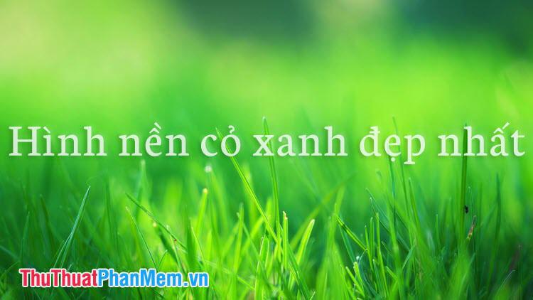 Cánh đồng cỏ xanh tươi rộng lớn