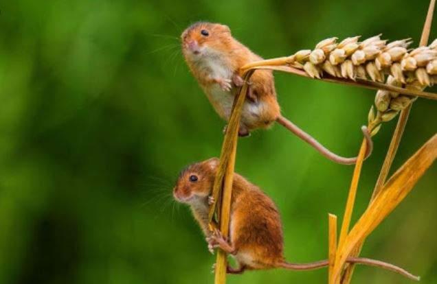 Giải Mã Giấc Mơ Thấy Chuột Trắng Và Con Số May Mắn