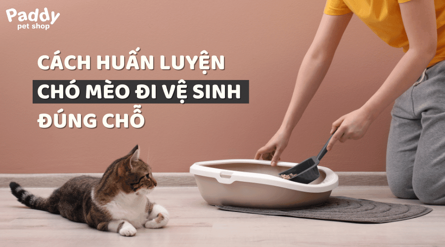 Giải Mã Giấc Mơ Liên Tục Nằm Mơ Thấy Rắn