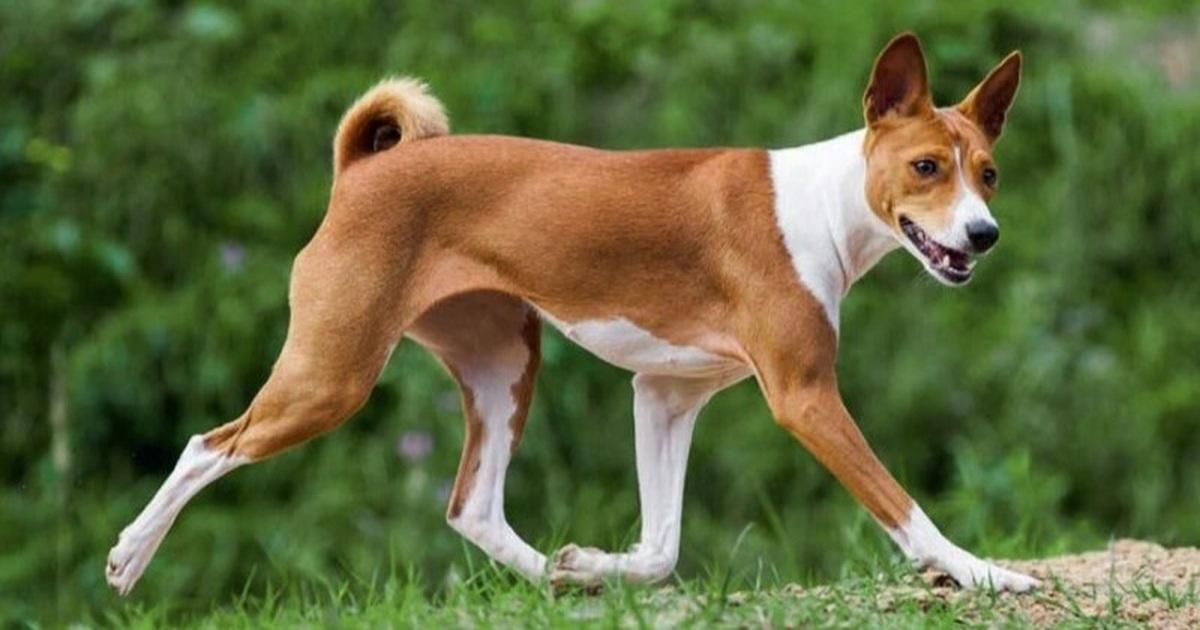 Giải Mã Giấc Mơ Thấy Bông Hoa và Số Đề Liên Quan