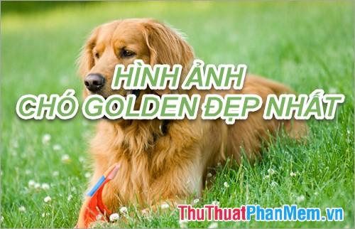 Nằm mơ thấy bò đẻ là điềm gì? Giải mã chi tiết