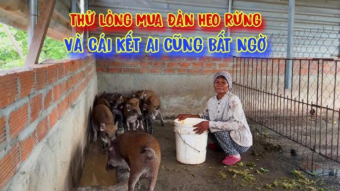 Chuồng heo trong giấc mơ