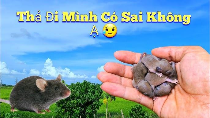 Chuột con mới đẻ trong tổ