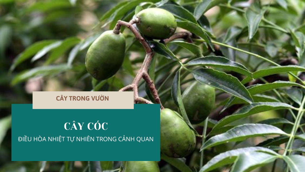 Cóc xanh trong vườn
