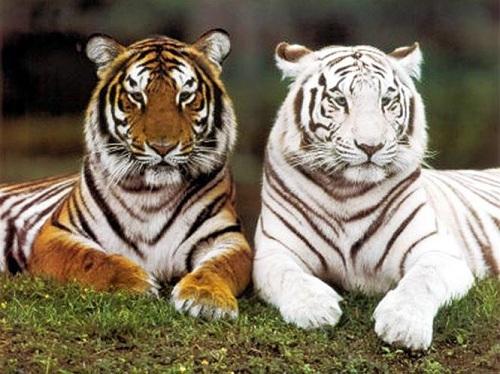 Giải Mã Giấc Mơ Thấy Mình Bị Đuổi Giết và Số Đề Liên Quan