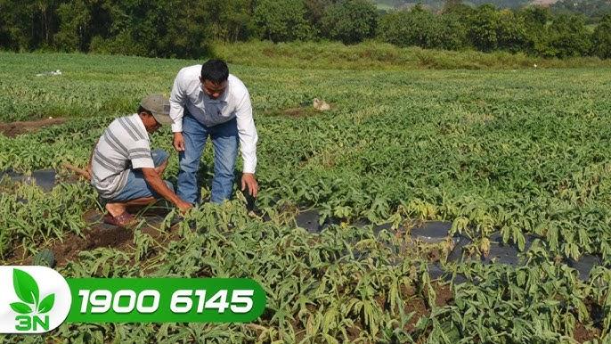 Nằm mơ có thai sinh đôi là điềm gì? Giải mã chi tiết