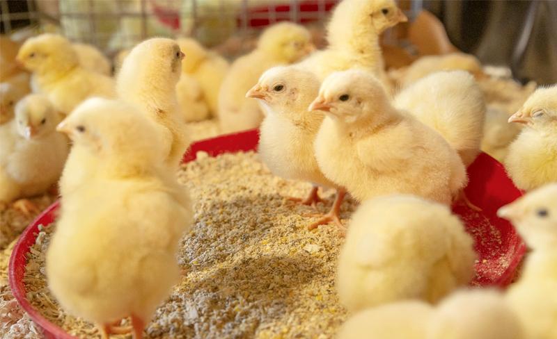 Giải Mã Giấc Mơ Thấy Rắn Cắn