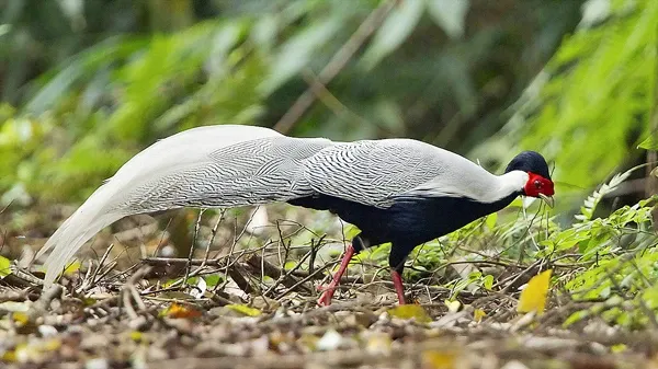 Giải Mã Giấc Mơ Liên Tục Nằm Mơ Thấy Rắn