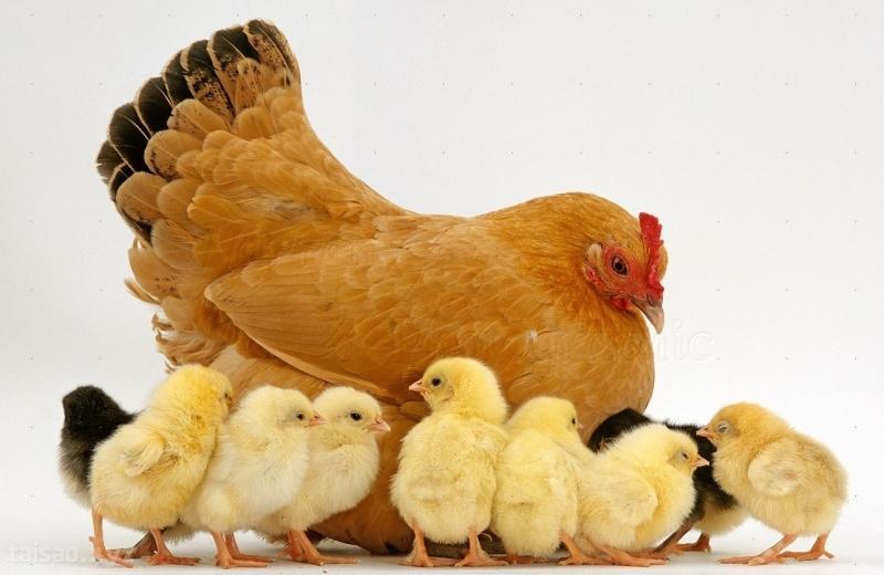 Giải Mã Giấc Mơ Thấy Đỉa Bám Vào Tay Và Số Đề Liên Quan