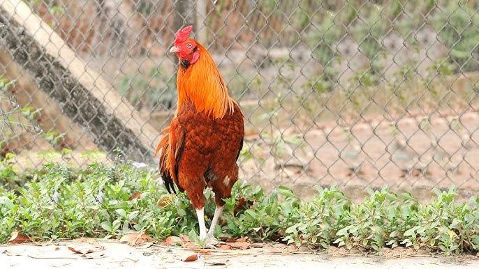 Giải Mã Giấc Mơ Thấy Heo Và Con Số May Mắn