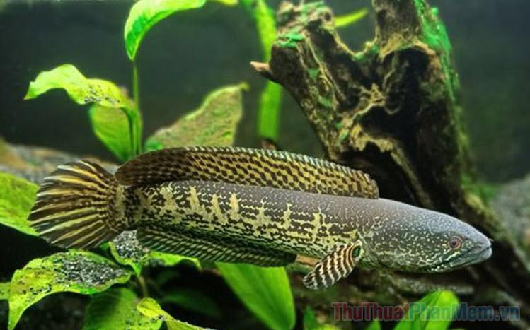Giải Mã Giấc Mơ Bị Người Khác Đánh Và Con Số May Mắn