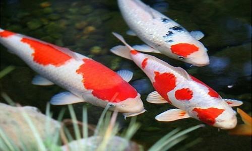 Giải mã giấc mơ cá chết