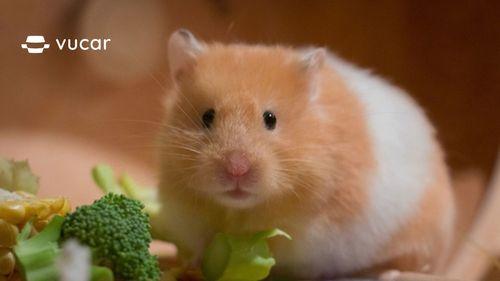 Giải mã giấc mơ chuột con