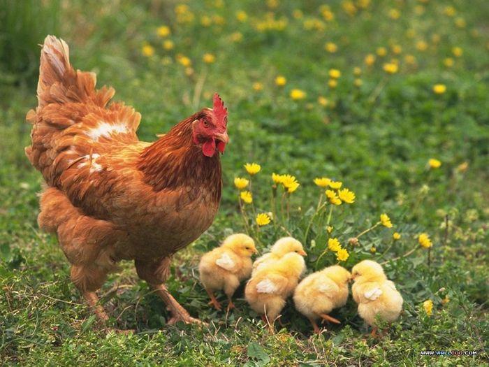 Giải mã giấc mơ gà bị cắt tiết