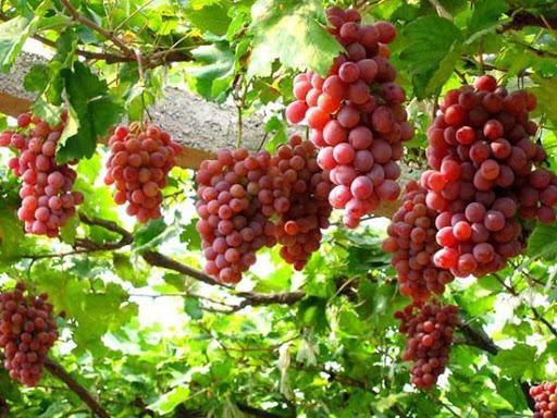 Giải Mã Giấc Mơ Thấy Em Bé Cười