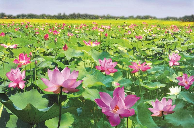 Giải mã giấc mơ thấy hoa màu tím và số đề