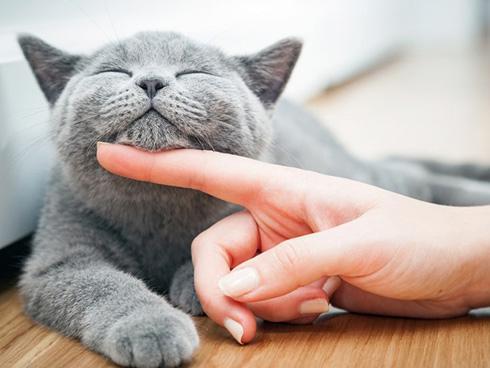 Giải mã giấc mơ mèo kêu
