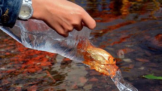 Giải Mã Giấc Mơ Thấy Con Vật Không Lo Và Số Đề