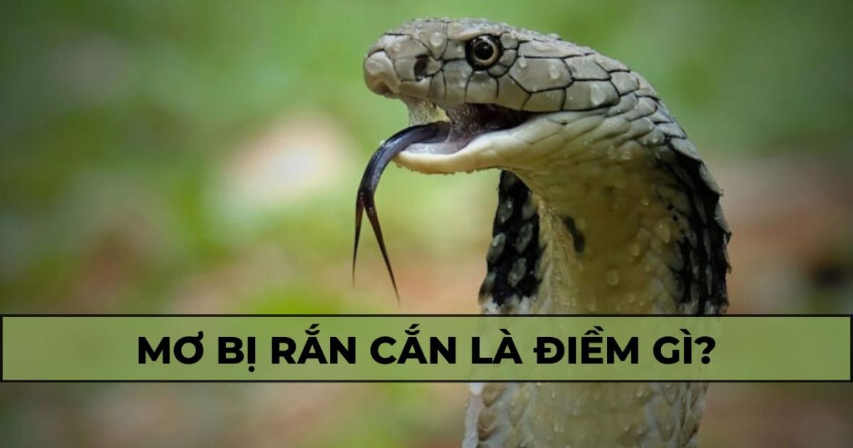 Giải Mã Giấc Mơ Thấy Con Vật Không Lo Và Số Đề