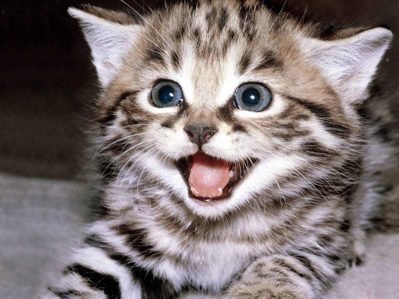 Giải Mã Giấc Mơ Thấy Mình Giết Người Bị Công An Bắt
