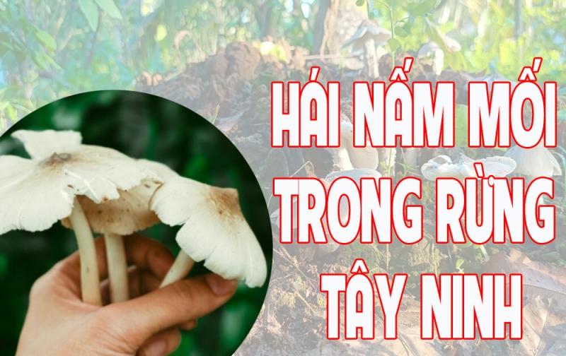 Giải Mã Giấc Mơ Thấy Chó Dính Lẹo và Số Đề