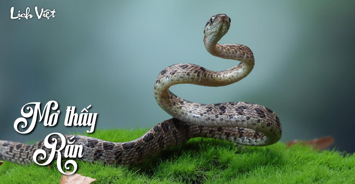 Nằm Mơ Thấy An Tôm Đánh Số Gì? Giải Mã Chi Tiết