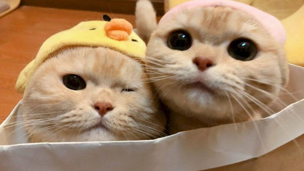 Giải Mã Giấc Mơ Thấy Hai Người Đàn Ông