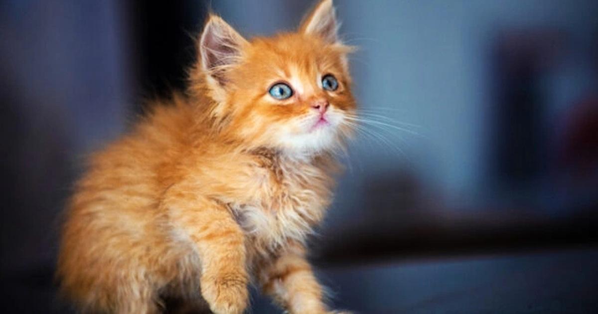 Nằm mơ thấy Phật là điềm gì? Giải mã giấc mơ thấy Phật