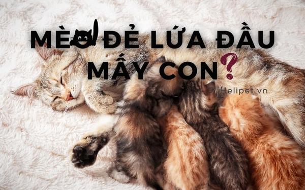 Nằm Mơ Thấy Lượm Tiền Đánh Số Mấy? Giải Mã Chi Tiết
