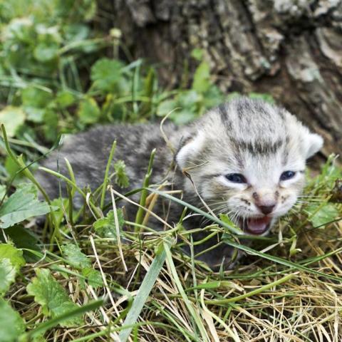 Giải Mã Giấc Mơ Thấy Phật Quan Âm và Số Đề Liên Quan