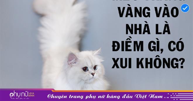 Nằm Mơ Thấy Khỉ Đuổi Theo Đánh Con Gì?