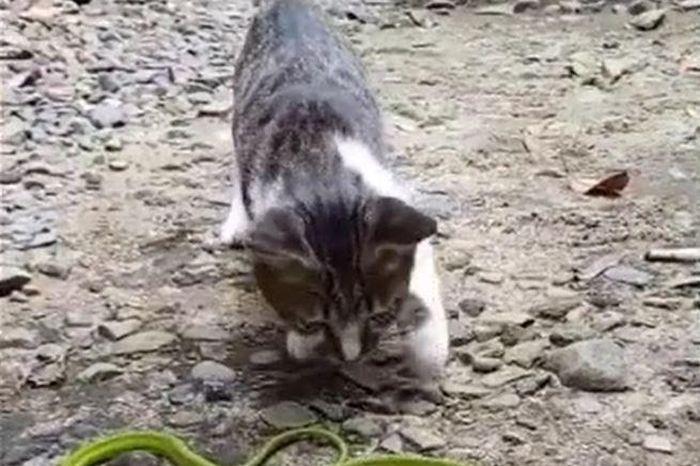 Giải Mã Giấc Mơ Thấy Cá Trắm Đen Và Con Số May Mắn